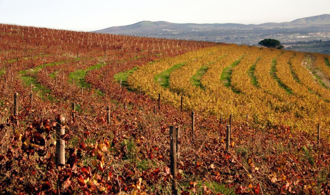 Апартаменты Mooiplaas Wine Estate Стелленбос Экстерьер фото