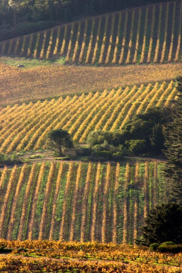 Апартаменты Mooiplaas Wine Estate Стелленбос Экстерьер фото